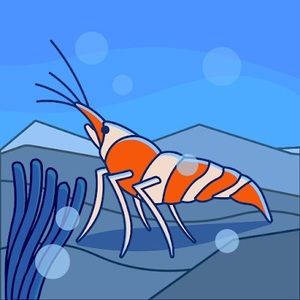 Meet your Posher, Chelci anne